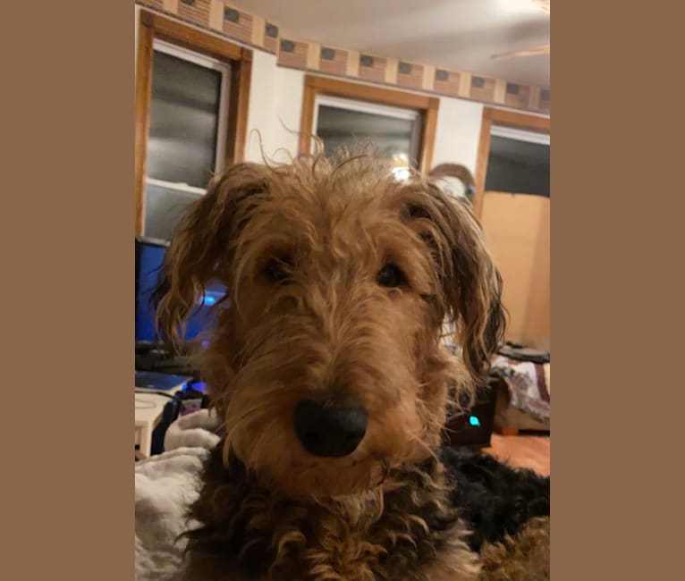 Dex, an Airedale Terrier tested with EmbarkVet.com