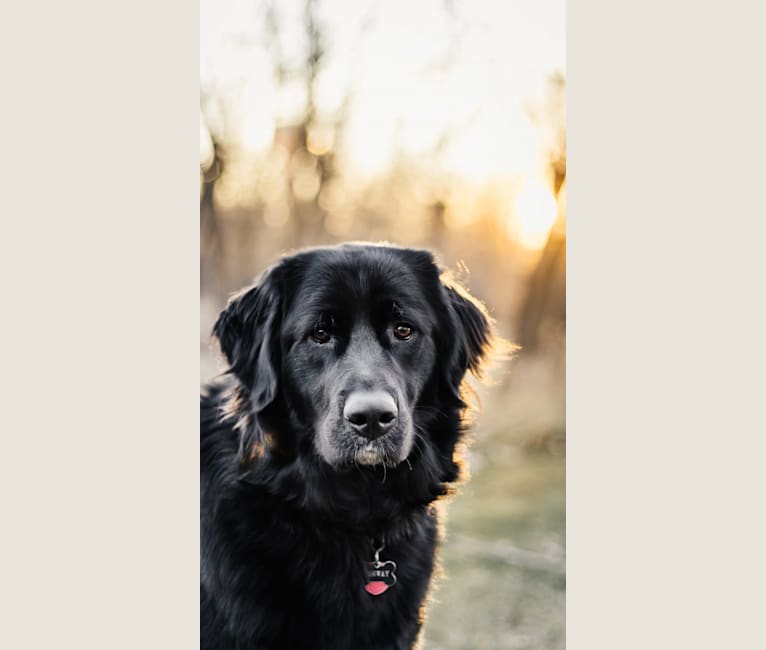 Conway, a Golden Retriever and Great Pyrenees mix tested with EmbarkVet.com