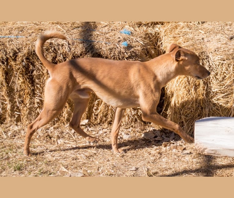 Photo of Atom, a Whippet, Border Collie, Russell-type Terrier, and Border Terrier mix in Pahrump, NV, USA