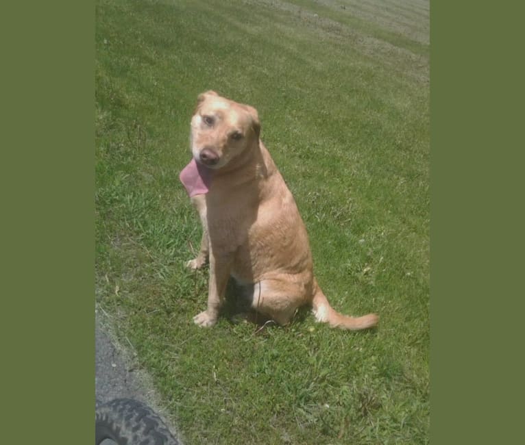 Sadie, a Labrador Retriever and American Bulldog mix tested with EmbarkVet.com