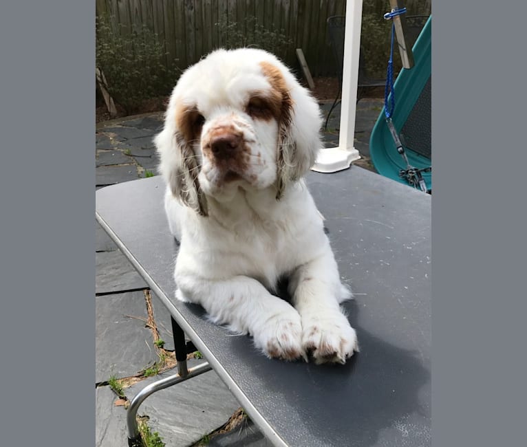 AggieBelle, a Clumber Spaniel tested with EmbarkVet.com