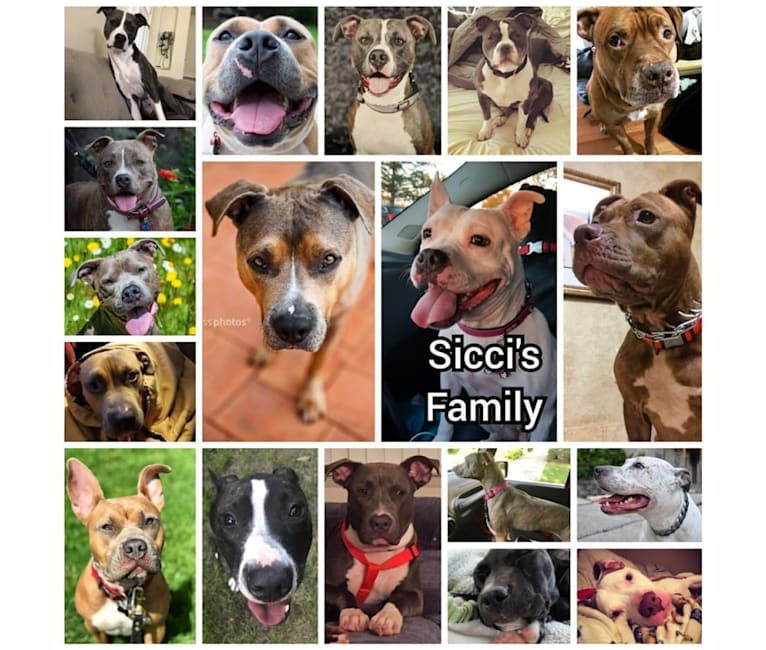 Sicci, an American Pit Bull Terrier and American Staffordshire Terrier mix tested with EmbarkVet.com