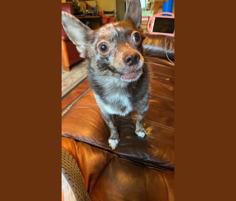 Buddy, a Pomchi tested with EmbarkVet.com