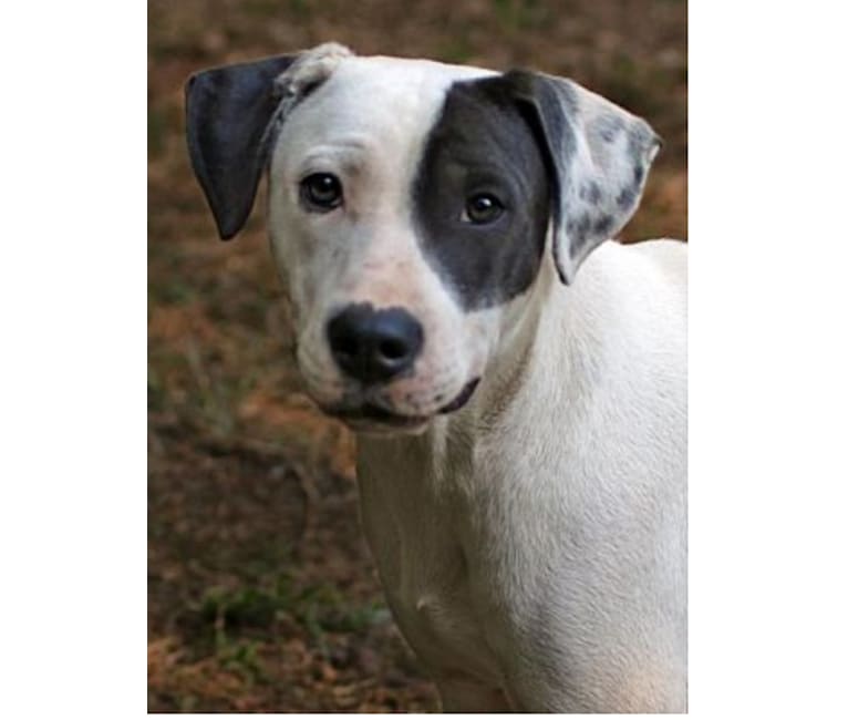 Gus, an Australian Cattle Dog and American Pit Bull Terrier mix tested with EmbarkVet.com