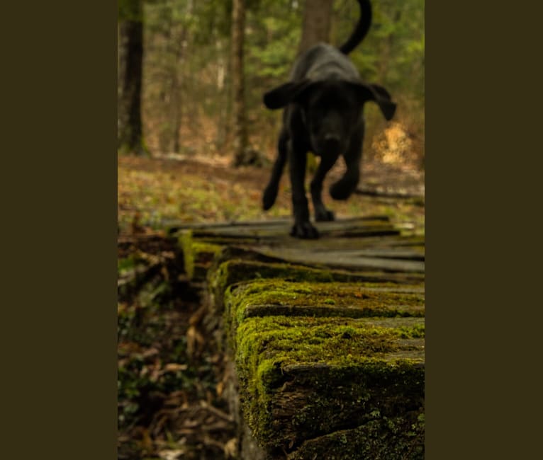 Bode, a Labrador Retriever and Coonhound mix tested with EmbarkVet.com