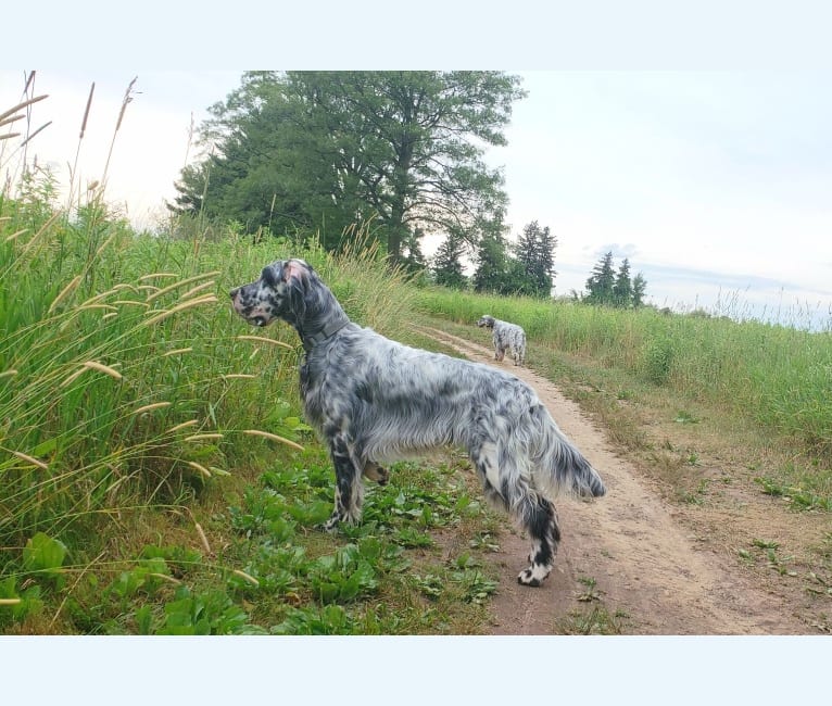 Kent, an English Setter tested with EmbarkVet.com