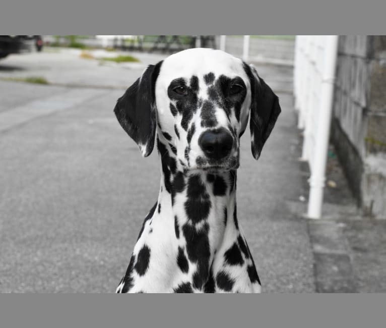 Molly, a Dalmatian tested with EmbarkVet.com