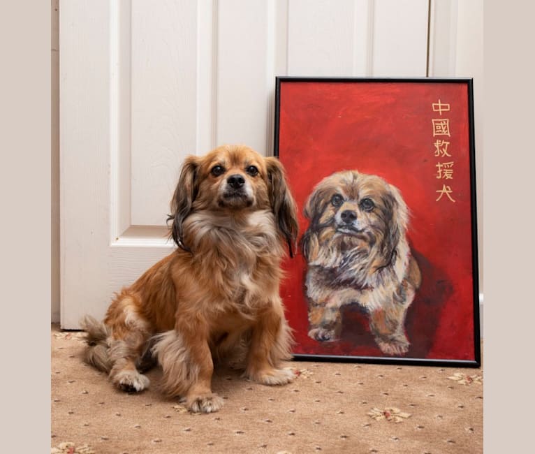 Morri, an East Asian Village Dog and Pekingese mix tested with EmbarkVet.com
