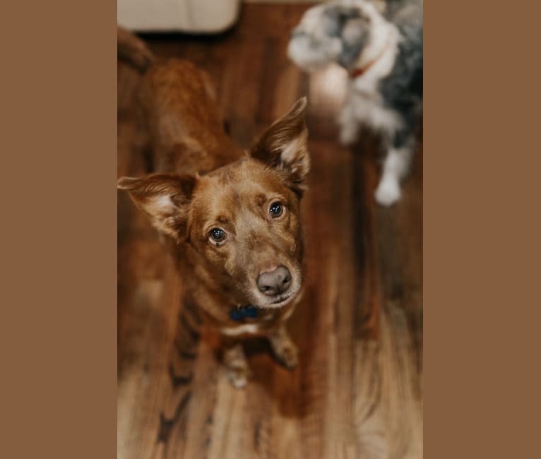 Photo of Kona, a Siberian Husky, Labrador Retriever, Catahoula Leopard Dog, Australian Shepherd, and Chow Chow mix in Houston, Texas, USA