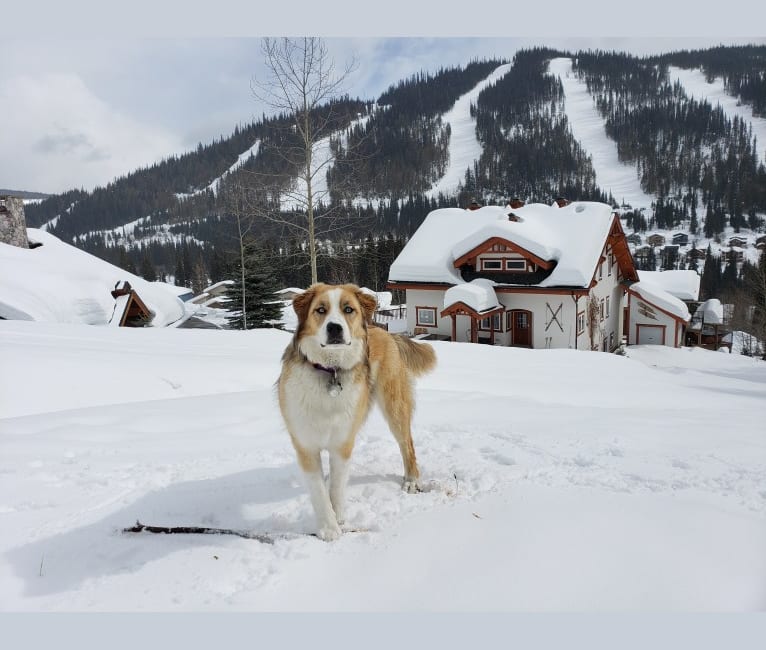 Photo of Miska, a Great Pyrenees, American Pit Bull Terrier, and German Shepherd Dog mix in Vanderhoof, British Columbia, Canada