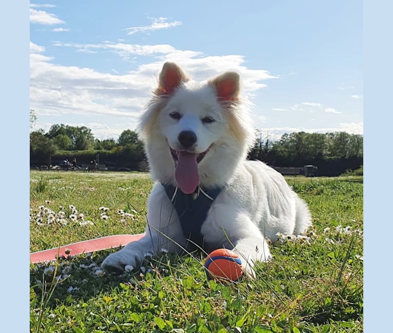 Luna, a Japanese or Korean Village Dog tested with EmbarkVet.com