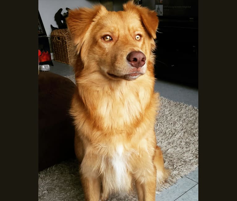 Timber, a Border Collie and Miniature/MAS-type Australian Shepherd mix tested with EmbarkVet.com