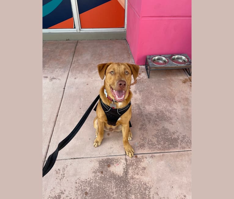 Photo of Milo, an American Pit Bull Terrier, Rottweiler, Doberman Pinscher, and Mixed mix in Antigua and Barbuda