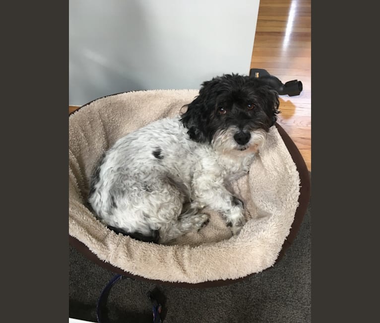 Wilson, a Havanese (6.9% unresolved) tested with EmbarkVet.com