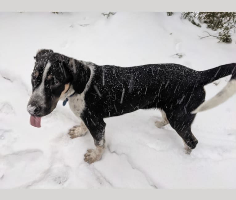 Embark Dog DNA Test Breed