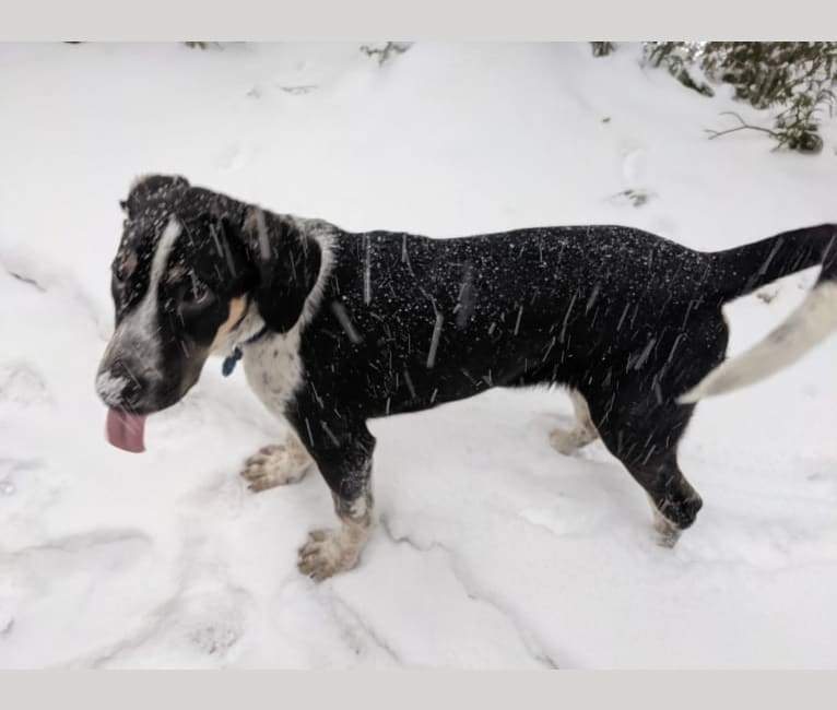 Crick, a Border Collie and Bluetick Coonhound mix tested with EmbarkVet.com