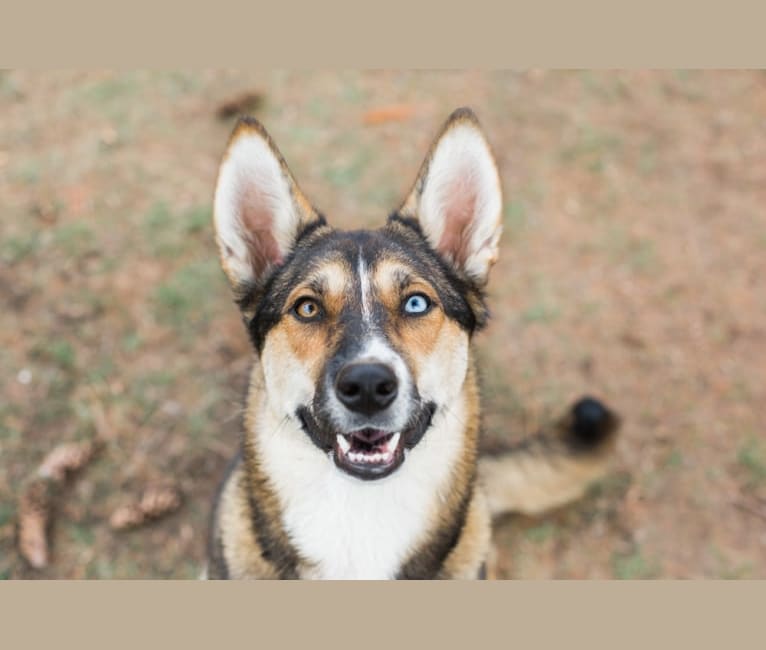 Mowgli, a Siberian Husky and German Shepherd Dog mix tested with EmbarkVet.com