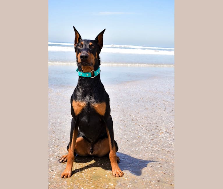 Finn, a Doberman Pinscher tested with EmbarkVet.com