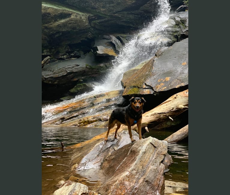 Photo of Scout, a Miniature/MAS-type Australian Shepherd, American Foxhound, Treeing Walker Coonhound, and Australian Shepherd mix in Columbia, South Carolina, USA