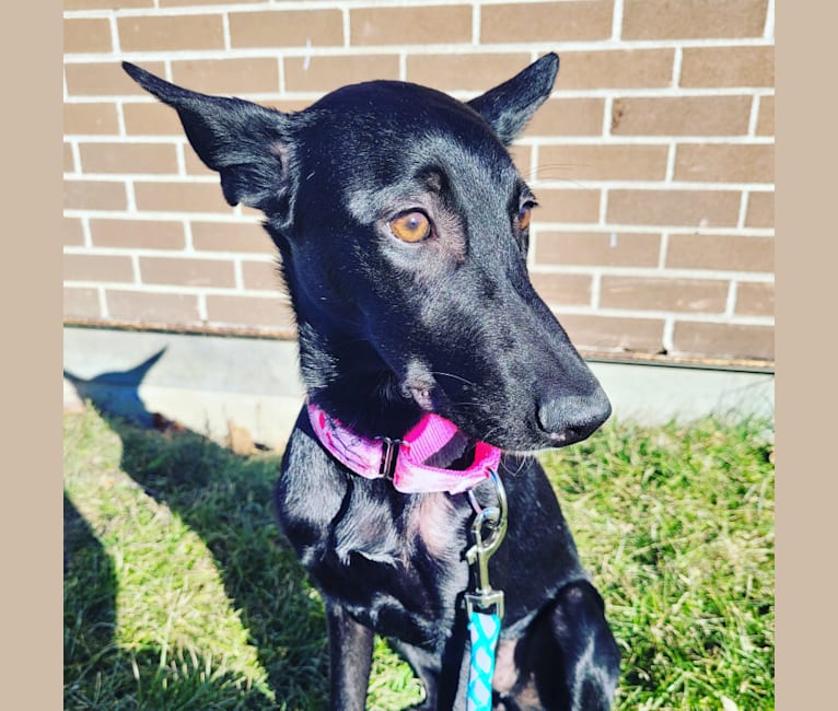 Truffa, an Eastern European Village Dog tested with EmbarkVet.com