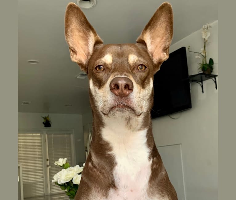 Yoshi, an American Pit Bull Terrier and German Shepherd Dog mix tested with EmbarkVet.com