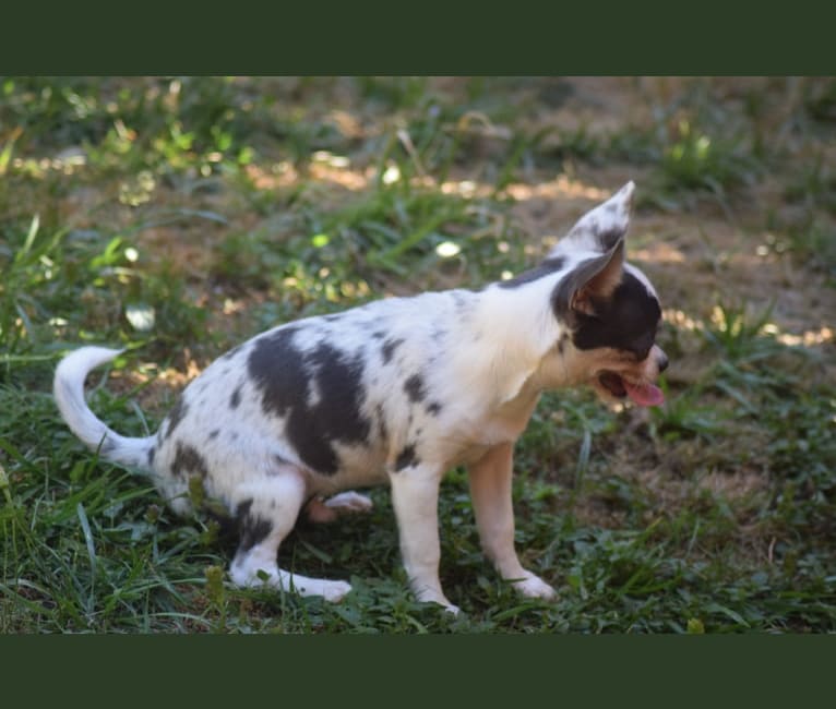 Luke, a Chihuahua tested with EmbarkVet.com