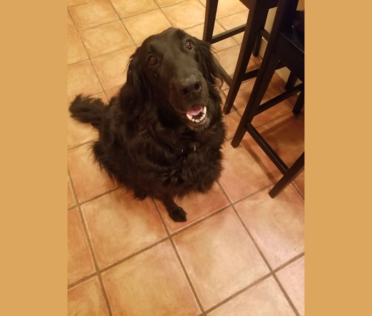 Photo of Lily, a Flat-Coated Retriever  in Stevensville, MI, USA