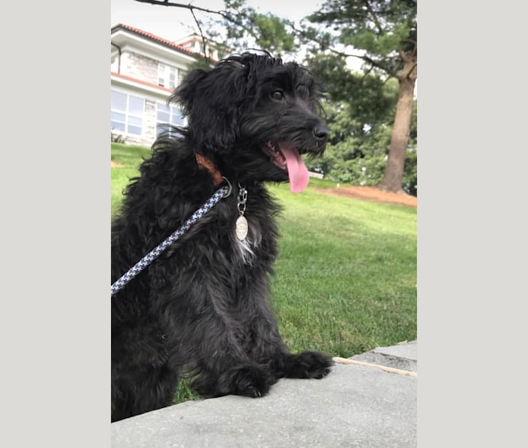 Bluebonnet, a Poodle (Small) and American Pit Bull Terrier mix tested with EmbarkVet.com