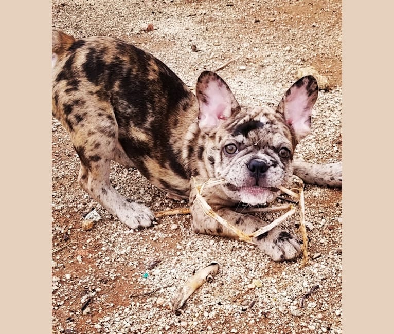 Opie, a French Bulldog tested with EmbarkVet.com