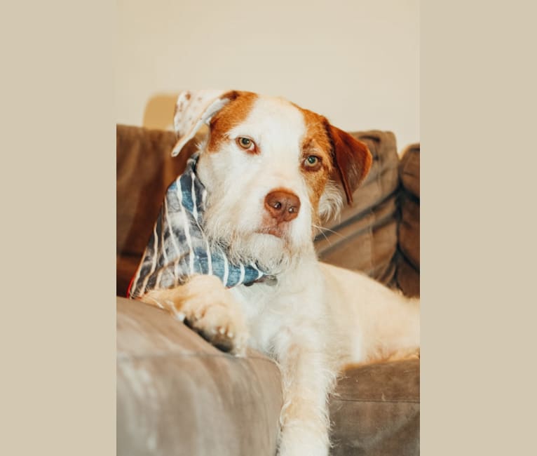 Calihan (Cali), an American Pit Bull Terrier and Miniature/MAS-type Australian Shepherd mix tested with EmbarkVet.com