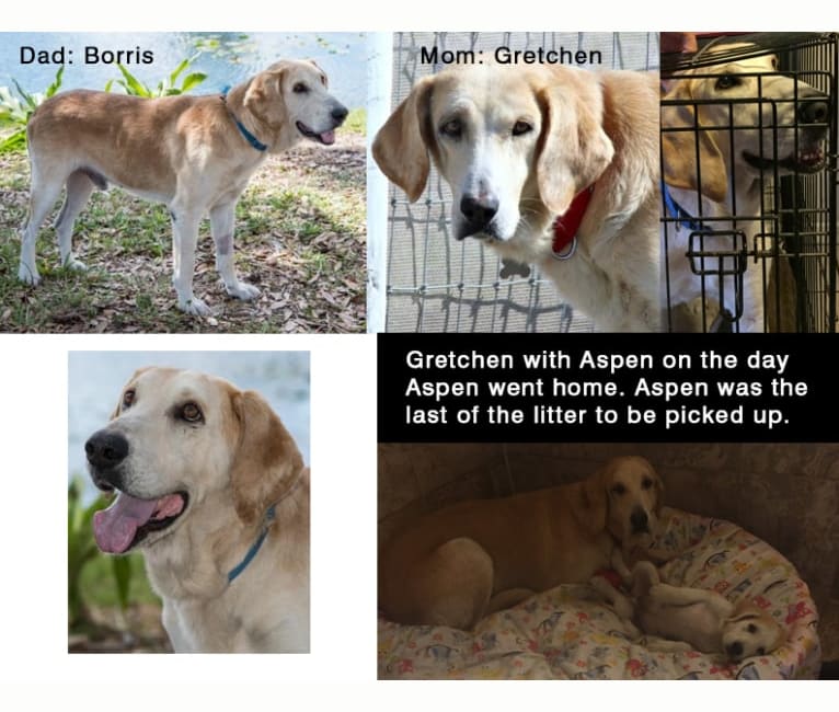 Photo of Aspen, a Bloodhound and German Shepherd Dog mix in Big Dog Ranch Rescue, Okeechobee Boulevard, Loxahatchee Groves, FL, USA