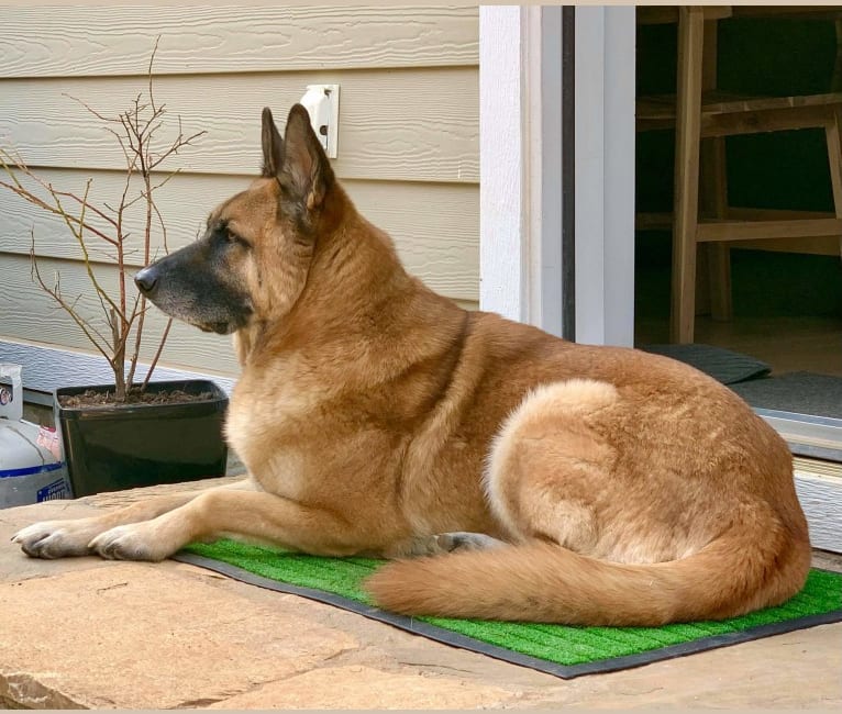 Bruno, a German Shepherd Dog and Akita mix tested with EmbarkVet.com