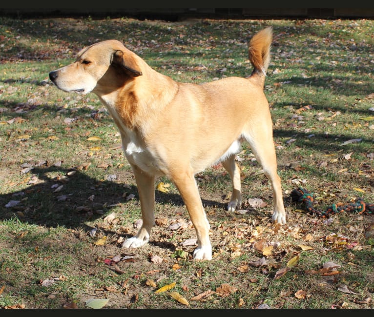 Derby, a Siberian Husky and Beagle mix tested with EmbarkVet.com