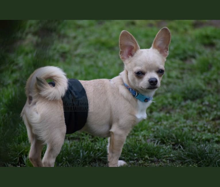 Photo of Sam, a Chihuahua  in Oregon, USA