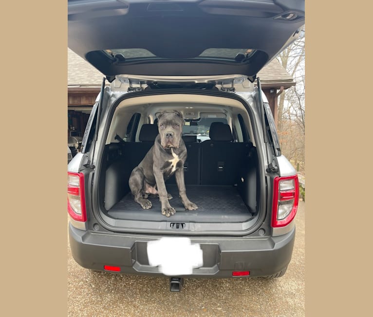 Photo of Sulley, a Cane Corso  in Iron City, Tennessee, USA