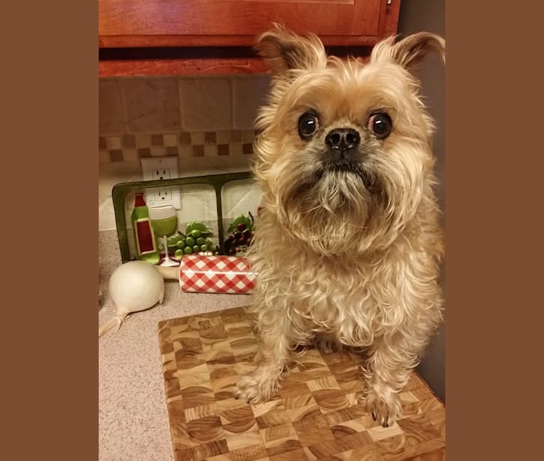 Groucho, a Brussels Griffon tested with EmbarkVet.com