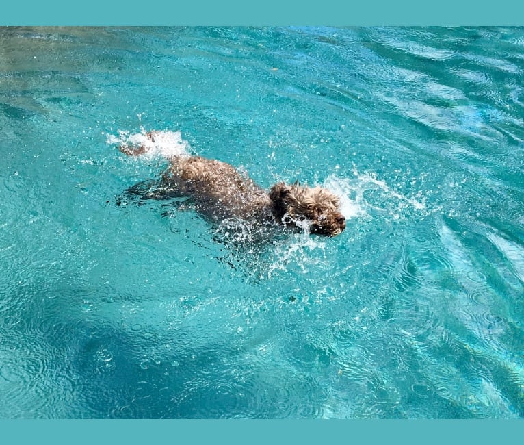 Sky, a Portuguese Water Dog tested with EmbarkVet.com