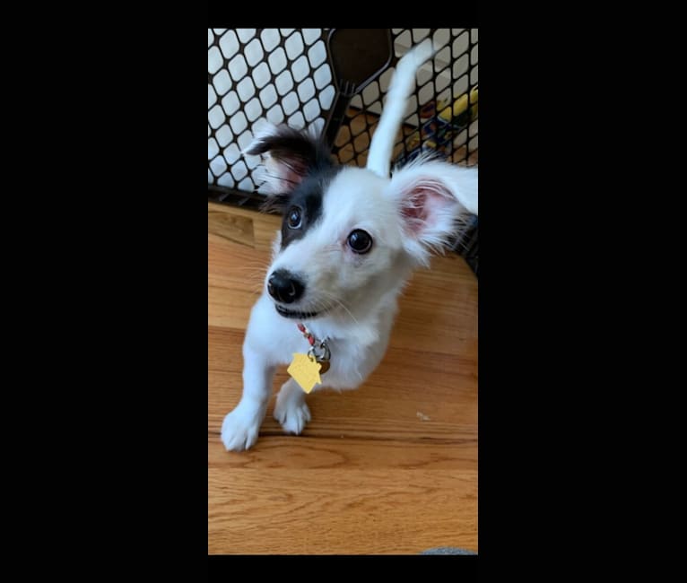 Maggie, a Russell-type Terrier and Pomeranian mix tested with EmbarkVet.com