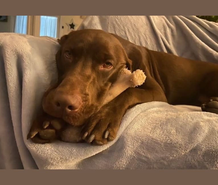Lab redbone mix outlet