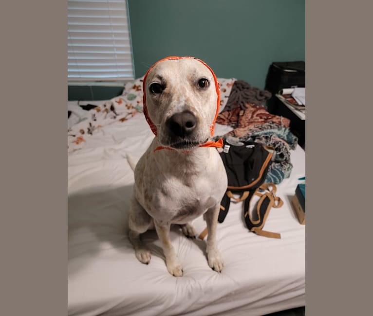 Photo of Pebbles, an American Pit Bull Terrier, Miniature/MAS-type Australian Shepherd, Boxer, and Mixed mix in Fort Worth, Texas, USA