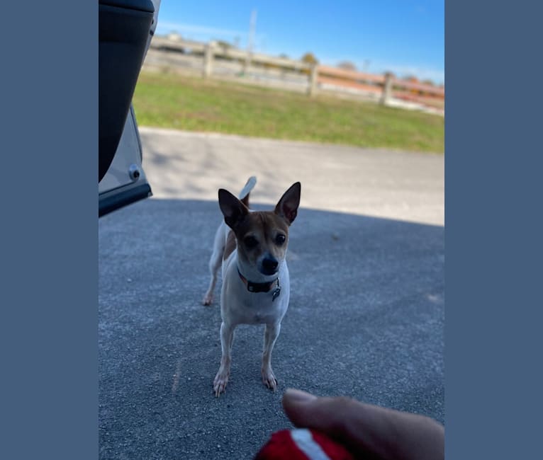 Photo of Timon, a Chihuahua  in Chicago, Illinois, USA