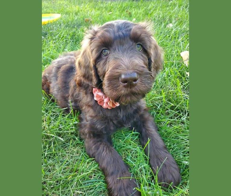 Photo of Maggie, a Labradoodle 