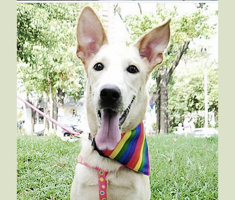 Fynn, a Formosan Mountain Dog tested with EmbarkVet.com