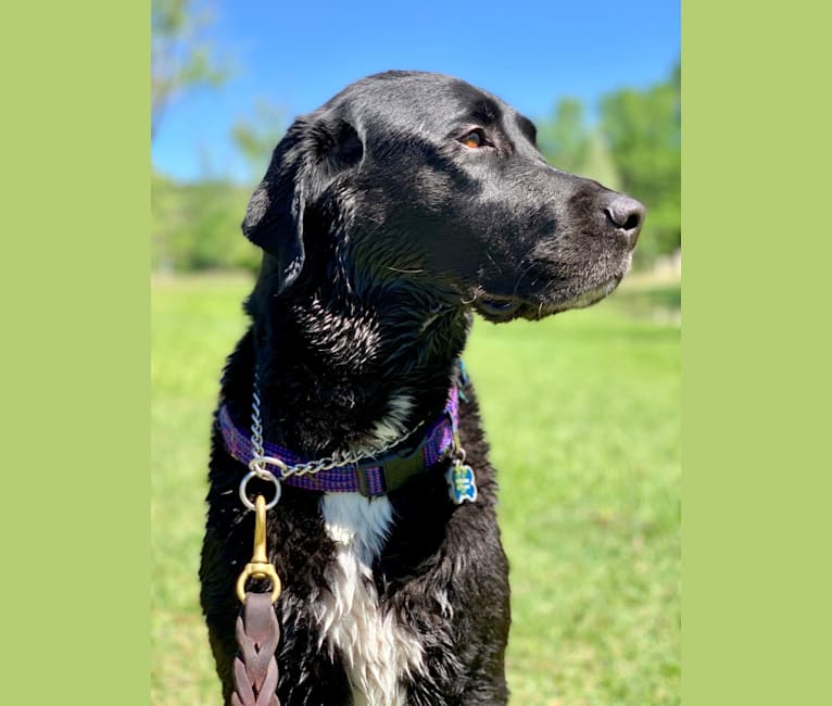 Peyton, a Labrador Retriever and Great Pyrenees mix tested with EmbarkVet.com