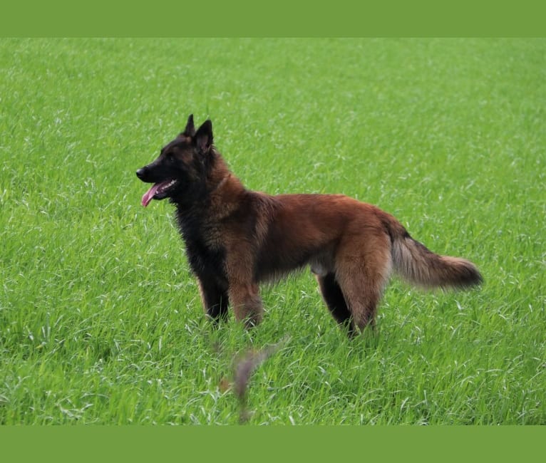 Norton de la Rouquine, a Belgian Shepherd tested with EmbarkVet.com