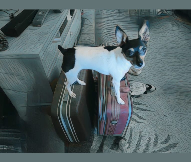 Parker, a Toy Fox Terrier tested with EmbarkVet.com