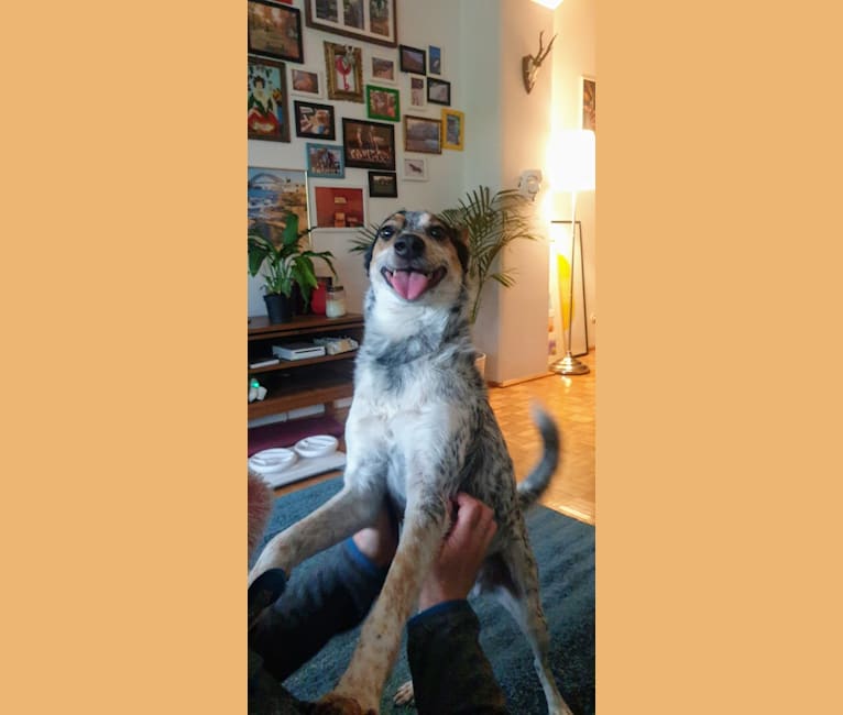 Bruce, an Eastern European Village Dog tested with EmbarkVet.com