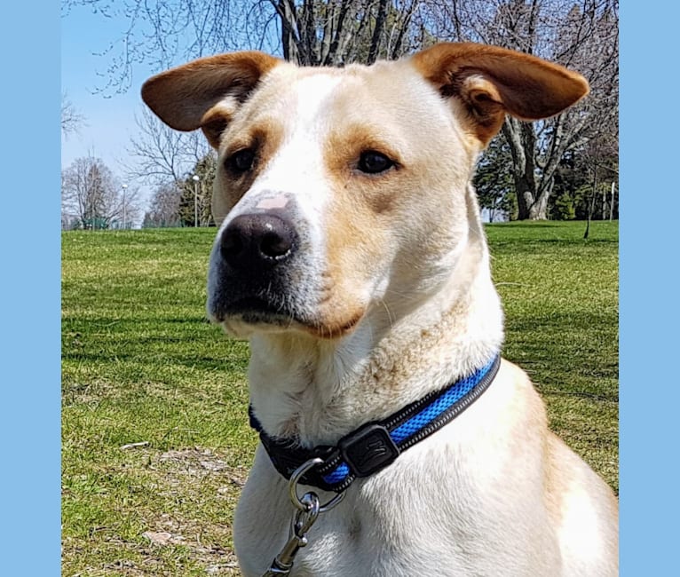 Hank, a Labrador Retriever and Staffordshire Terrier mix tested with EmbarkVet.com