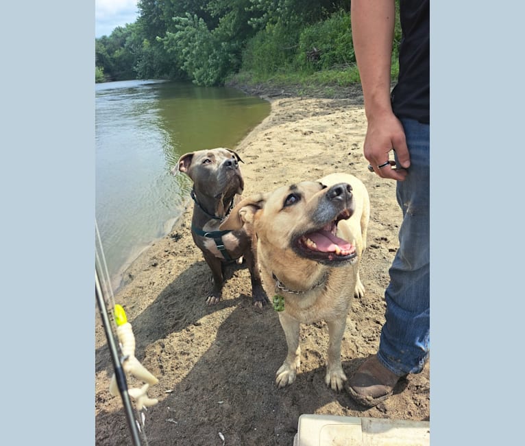 Killua, an American Bully tested with EmbarkVet.com