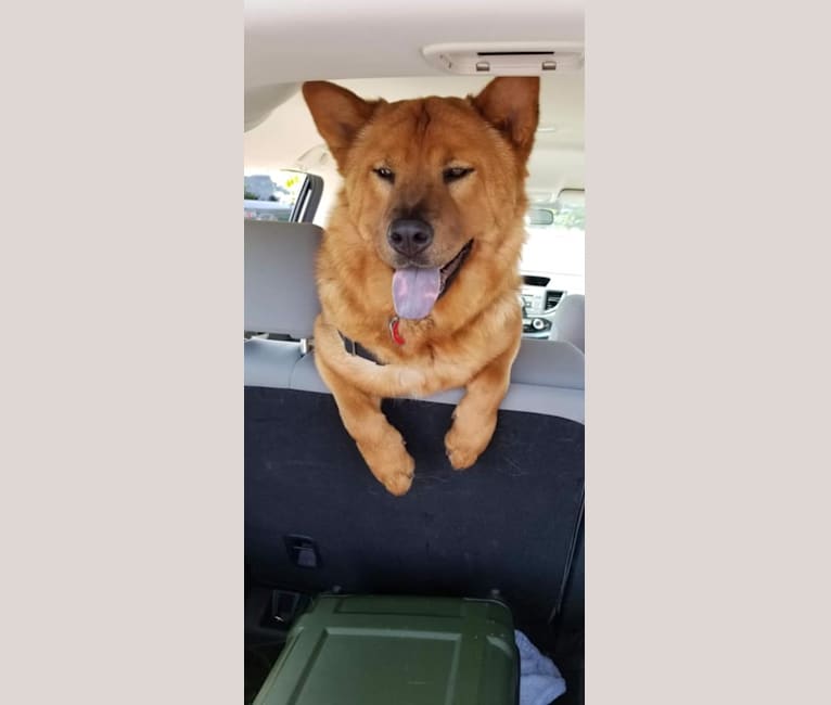 Photo of Penny, a Chow Chow and Rat Terrier mix in Yakima, WA, USA